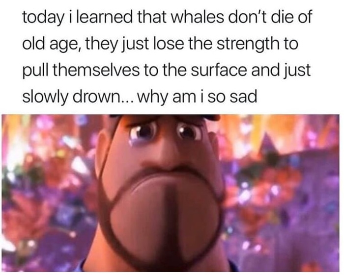 Whale lives matter