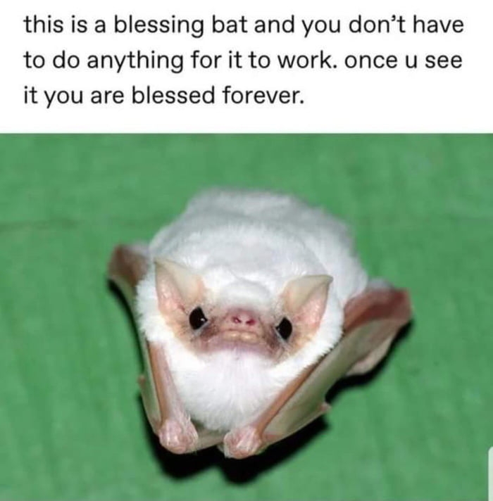 Blessing bat