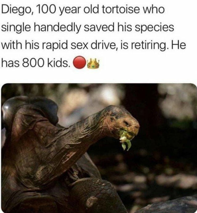 100 year old tortoise