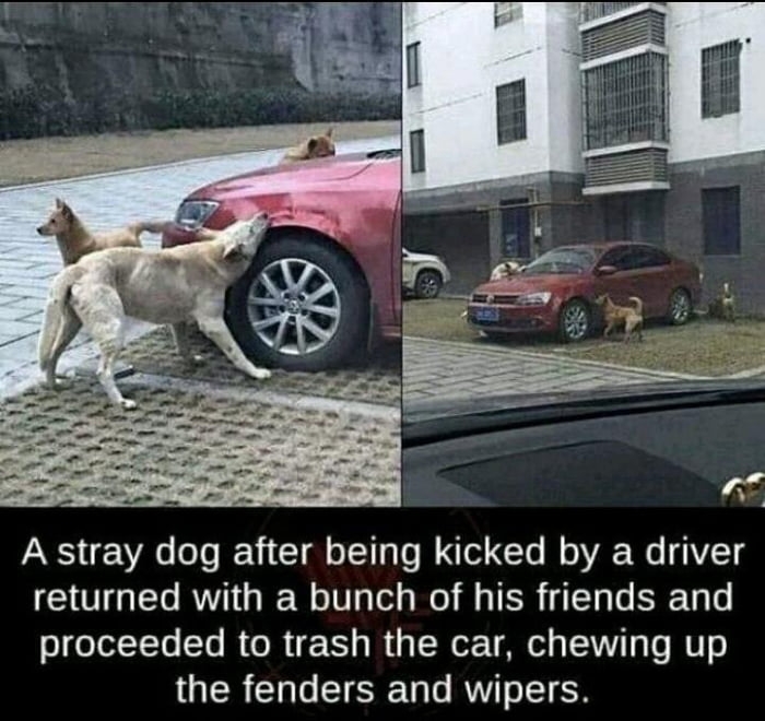 Stray dog kicked by driver