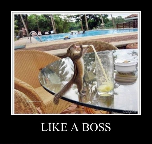 Like a boss