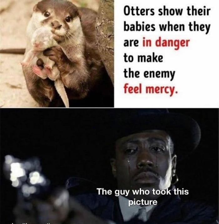 When Otters are in danger