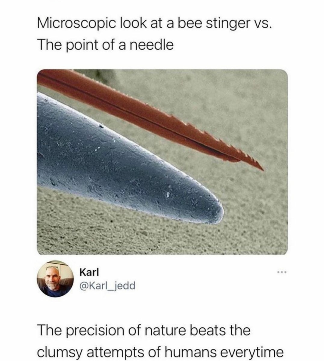 Bee vs needle