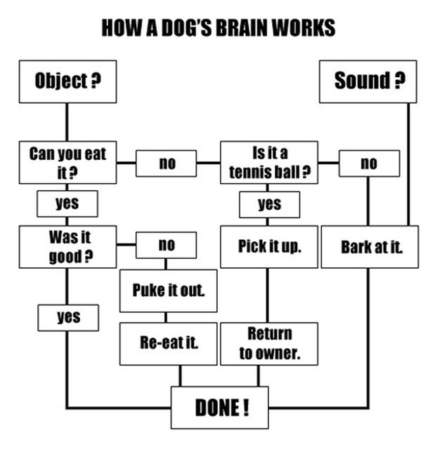 How a dog's brain works