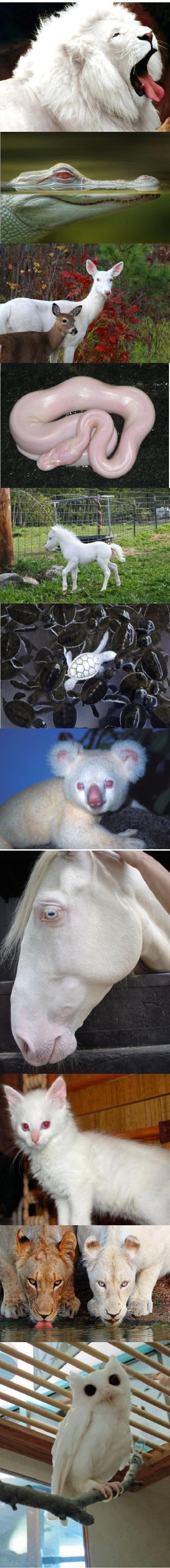 Some albino animals