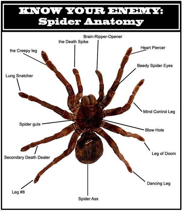 Spider Anatomy