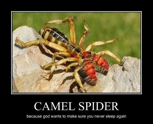 spider camel meme
