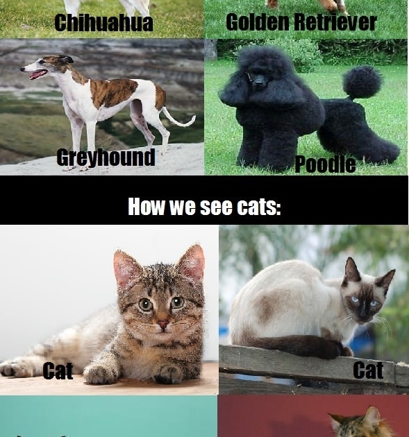 Truth about cats & dogs