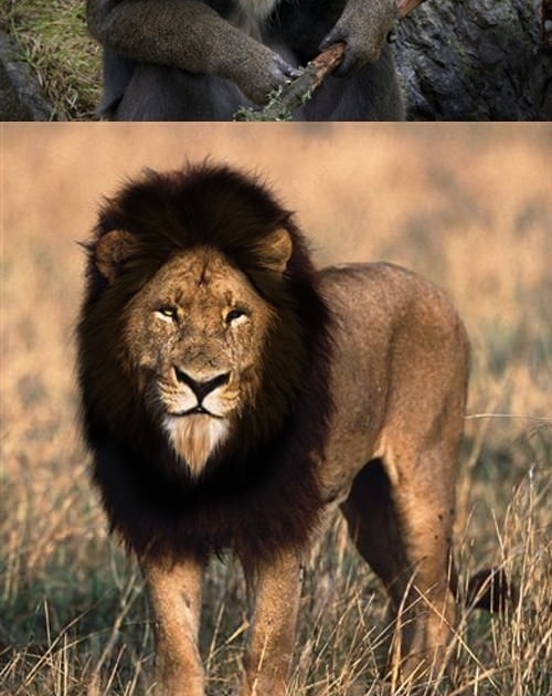 Lion King in real life