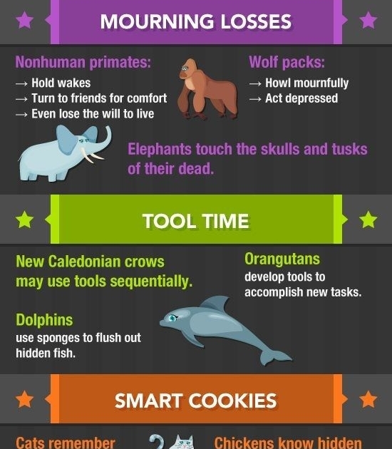 Animal Facts