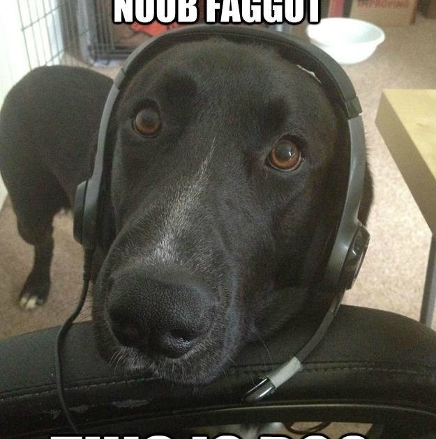 Dog plays Halo