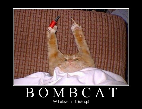 Bombcat