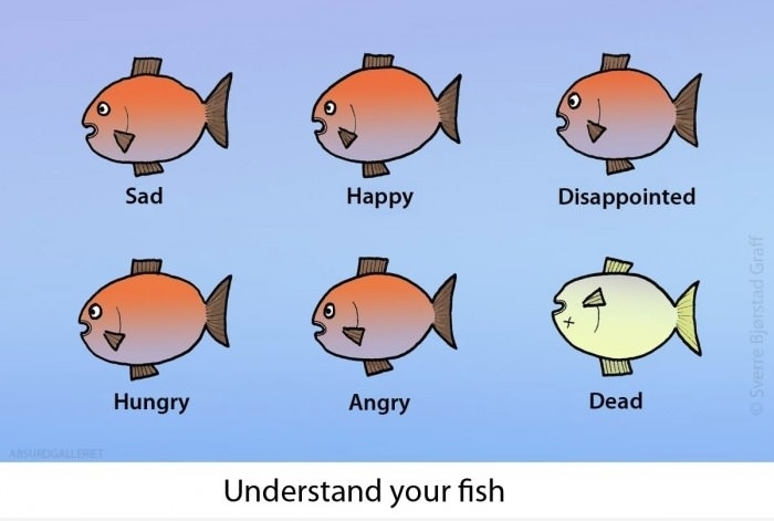 understand-your-fish