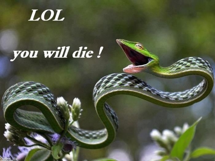 Happy snake is happy