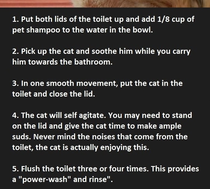 How to clean a cat