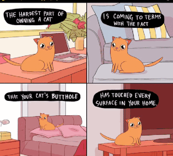 Owning a cat