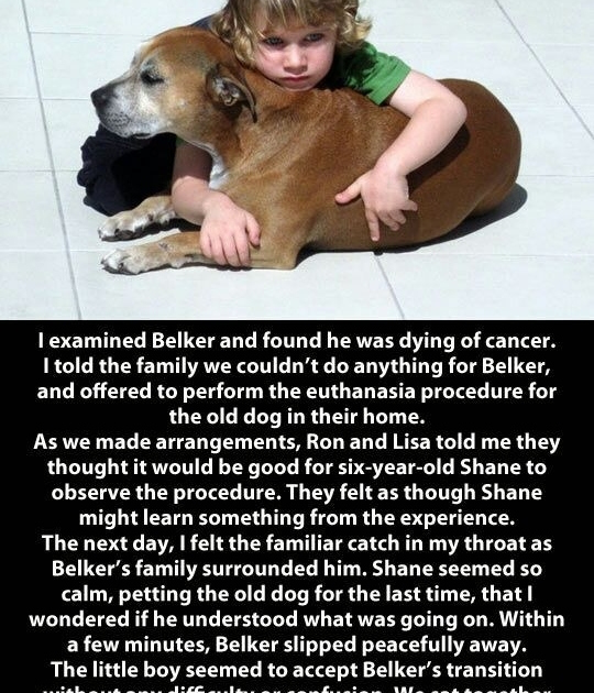 A dog's purpose