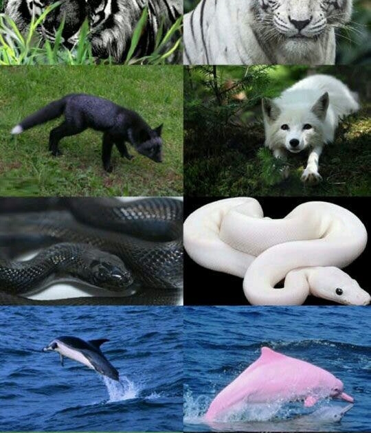 Melanism vs Albinism