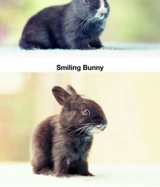 30 days of bunny growing