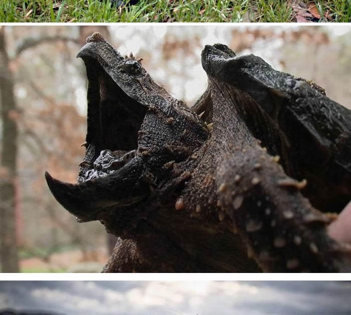 Most metal animals on earth