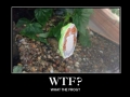 WTF