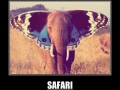 Safari