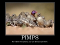 Pimps