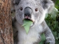 Koala Can't Believe It!