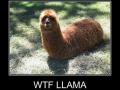 Llama-pillar!