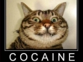 This is your cat on �nip