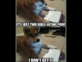 Hipster Dog
