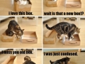 Kittys love for Boxes