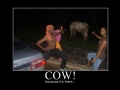 A cow