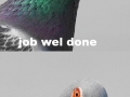 Scumbag pigeons