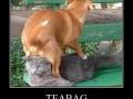 Teabag