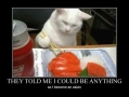 Sushi cat