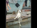 Asian dogs