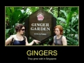 Gingers