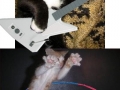 Visible Lolcats