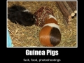 Guinea Pigs' Life