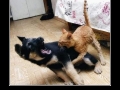 Meowist