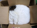 Cat.rar