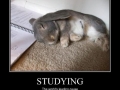 Studying