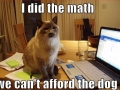 Mathematical cat