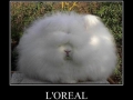 FLUFFEH BUNNEH!!!