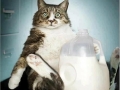 What a milkaholic