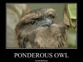 Ponderous owl