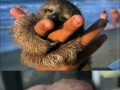 Baby Sloths are awesome!
