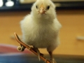 Chicks can skate too