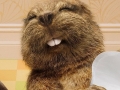 Happiest Beaver